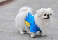 狗狗尿路感染吃什么藥（效果最好）